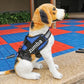 Dog Harness and Leash Set | Reflective Breathable Adjustable Dog Harness and Leash Custom Pet Name.